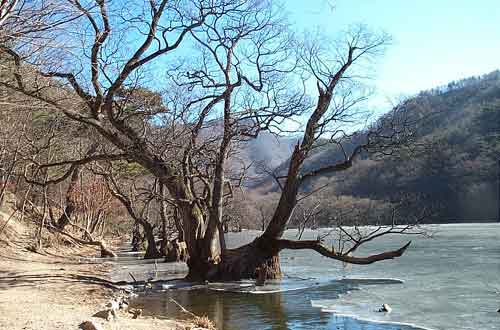 지난 겨울의 주산지. 왕버들 발치에는 얼음이 꽁꽁 얼어 있다. 